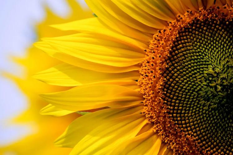 Girasole